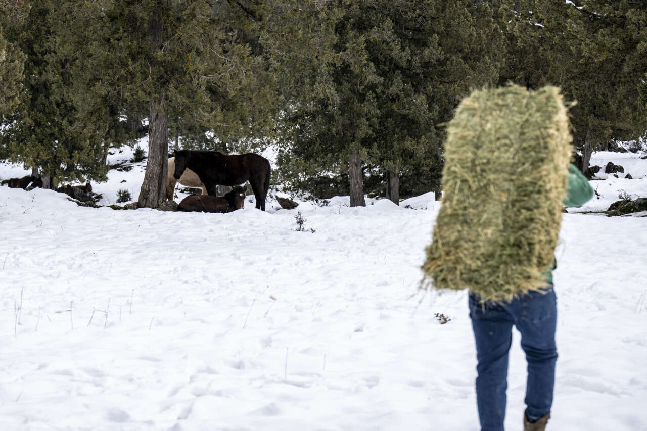 Toroslar’da yılkı atlarına kış desteği: Karboğazı’na yem bırakıldı 5